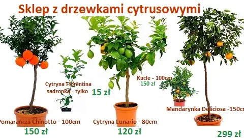 Jak nawozić cytrynę w doniczce? Kompletny poradnik