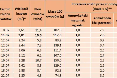 Kiedy sezon na porzeczki? Zbiory, odmiany i przetwory