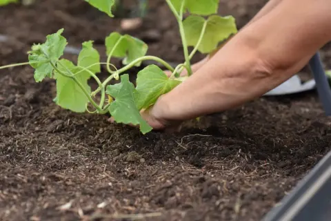 Naturalne nawożenie ogórków: sprawdzone metody na obfite plony