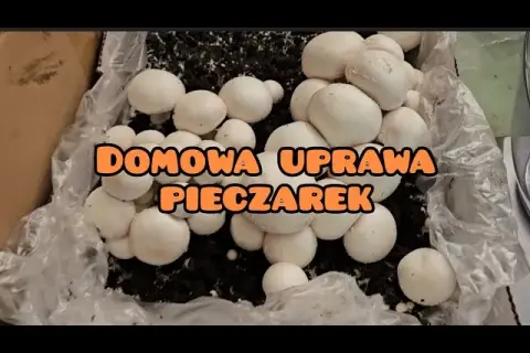 Domowa uprawa pieczarek: Prosty przewodnik krok po kroku