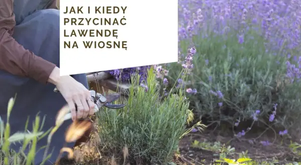 Kiedy sadzić lawendę? Wiosna czy jesień? Sprawdź najlepszy termin