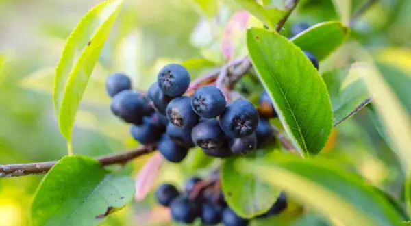 Aronia: Kiedy zbierać? Poznaj idealny termin i oznaki dojrzałości