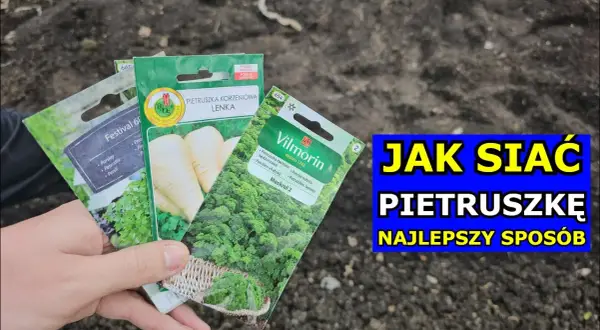 Jak głęboko siać pietruszkę? Sekret obfitych plonów