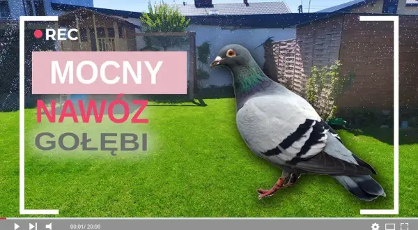 Nawóz gołębi: Jak stosować, by nie spalić roślin? Poradnik