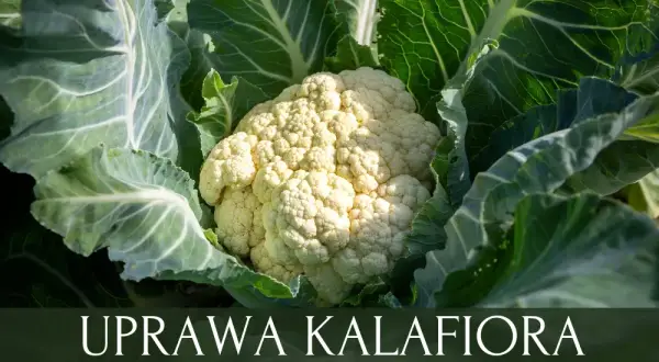 Jak uprawiać kalafior w ogrodzie? Poradnik krok po kroku