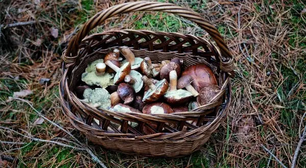 Sezon na grzyby: kiedy szukać i od czego zależy wysyp?