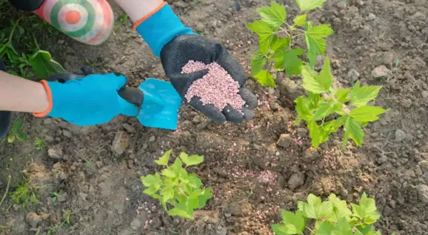Co zamiast nawozów sztucznych? Naturalne metody dla lepszych plonów