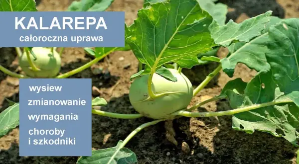 Kiedy kalarepa w sezonie? Od wiosny do jesieni uprawa i zbiory