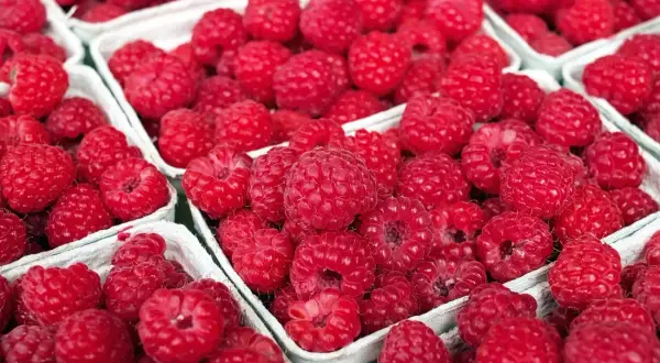 Kiedy sezon na maliny? Sprawdź najlepszy czas na zbiory!
