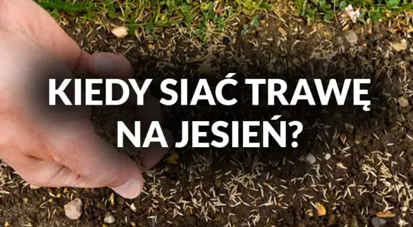 Kiedy siać trawę? Wiosna czy jesień - poznaj najlepszy termin
