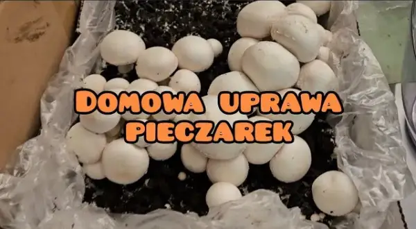Domowa uprawa pieczarek: Prosty przewodnik krok po kroku