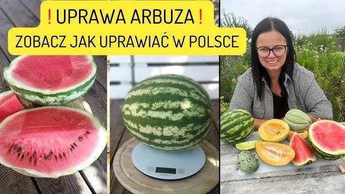 Uprawa arbuzów w gruncie: Poradnik krok po kroku do własnych owoców