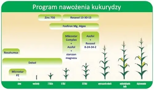Jak obliczyć dawki NPK dla kukurydzy? Precyzyjny poradnik