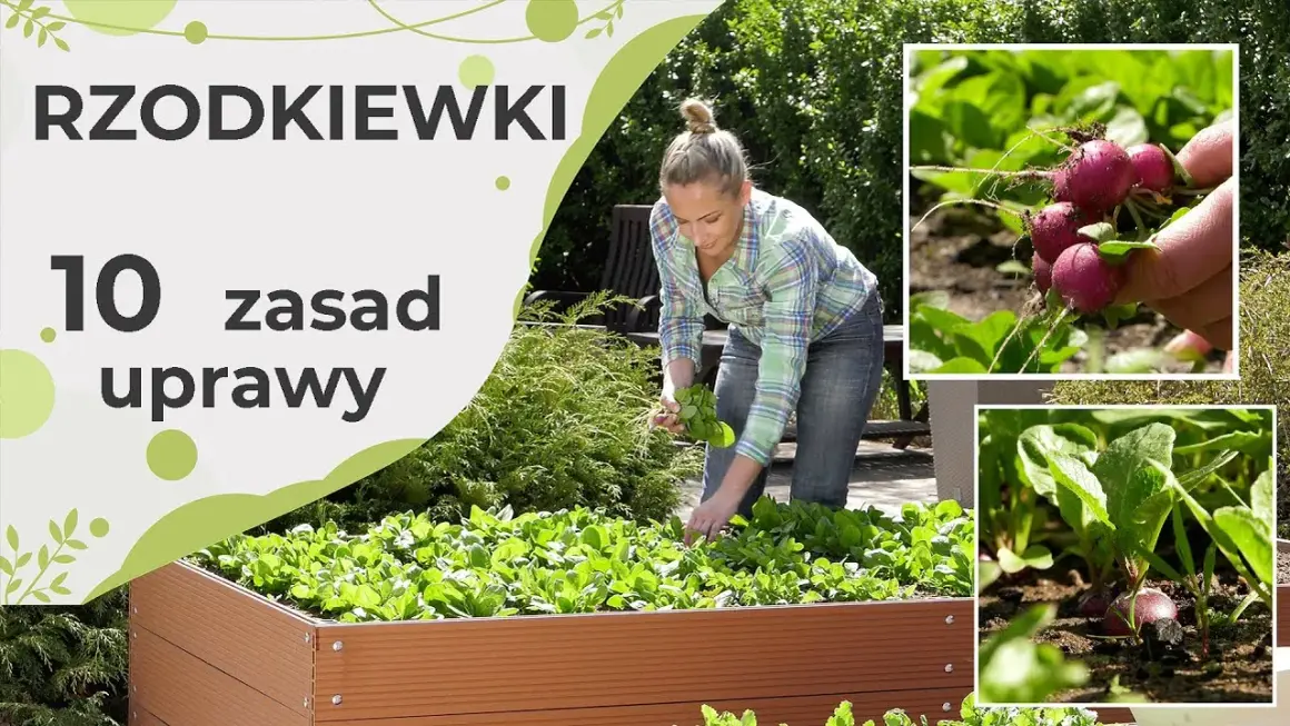 Siew rzodkiewki w czerwcu: triki na udane zbiory i odmiany