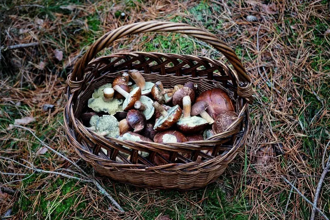 Sezon na grzyby: kiedy szukać i od czego zależy wysyp?
