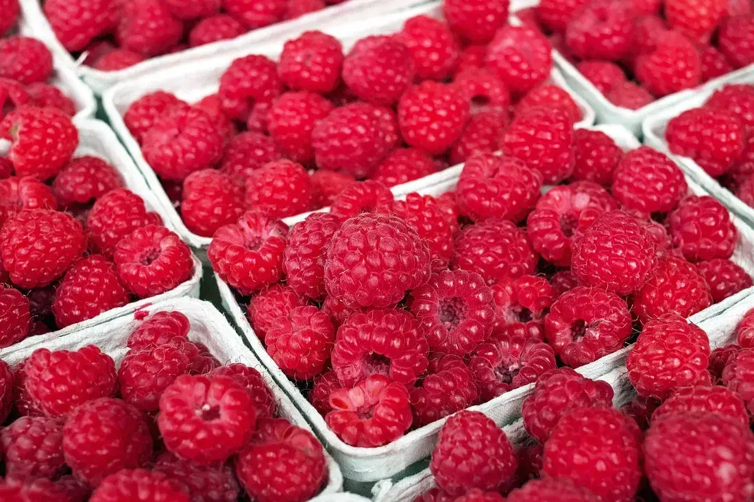 Kiedy sezon na maliny? Sprawdź najlepszy czas na zbiory!