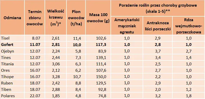 Kiedy sezon na porzeczki? Zbiory, odmiany i przetwory