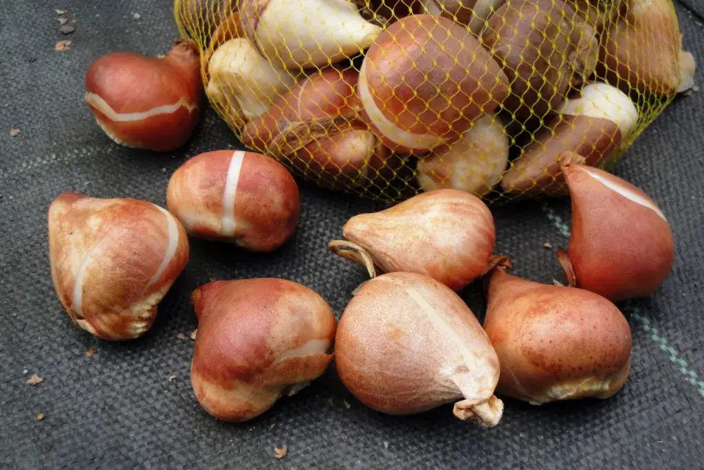 zdrowe cebulki tulipanów