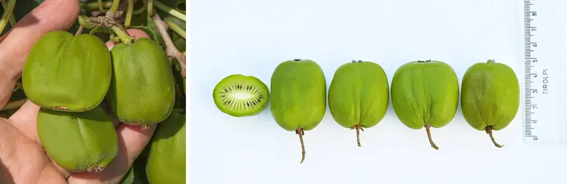 różne odmiany kiwi actinidia arguta