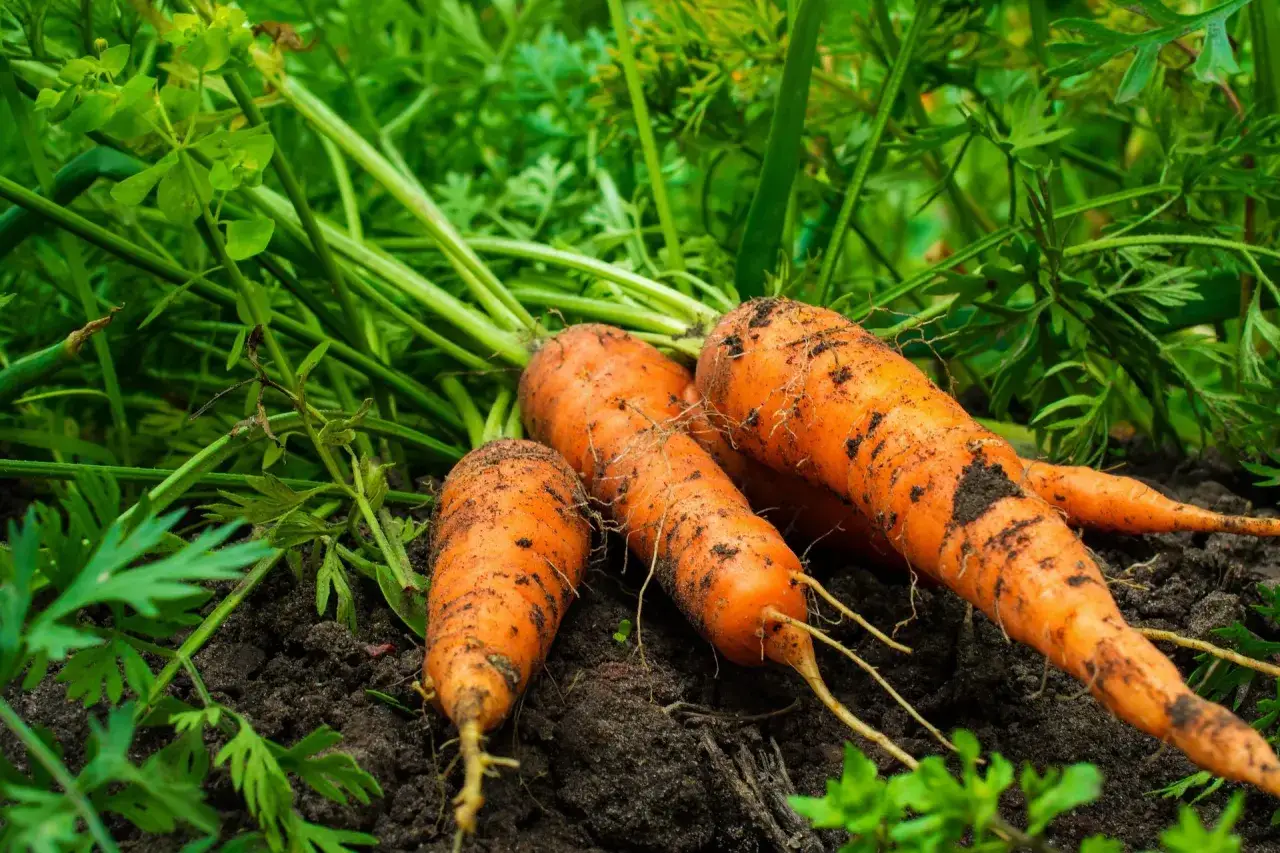 Zdjęcie Uprawa marchwi: Poradnik krok po kroku. Od nasion do zbiorów.