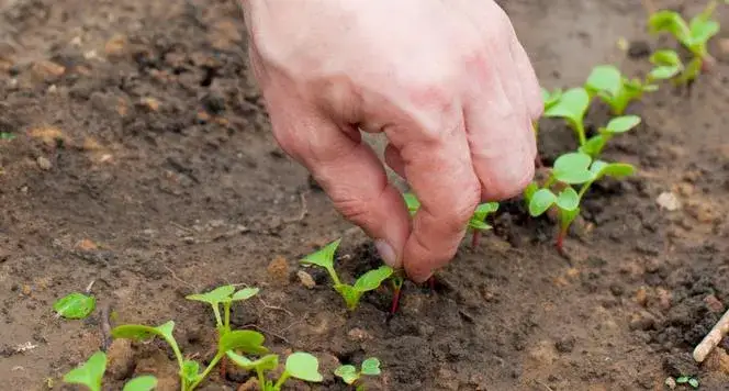 Zdjęcie Kiedy siać rzodkiewkę? Kalendarz siewu dla obfitych plonów