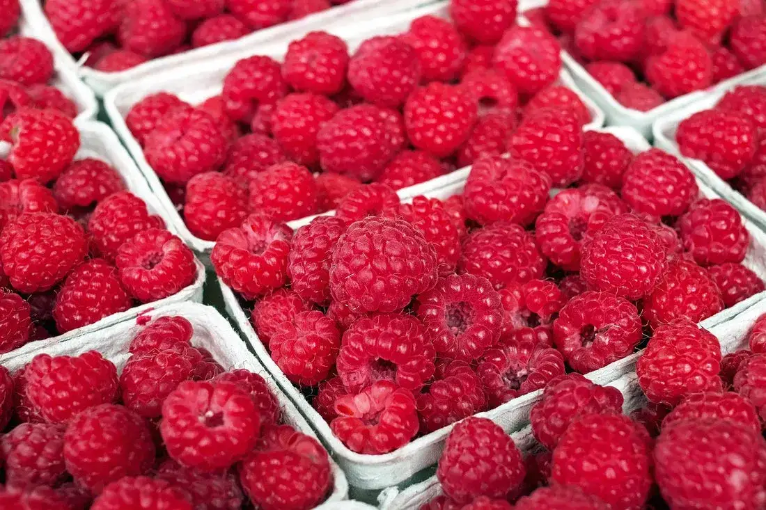 Zdjęcie Kiedy sezon na maliny w Polsce? Od czerwca do października!