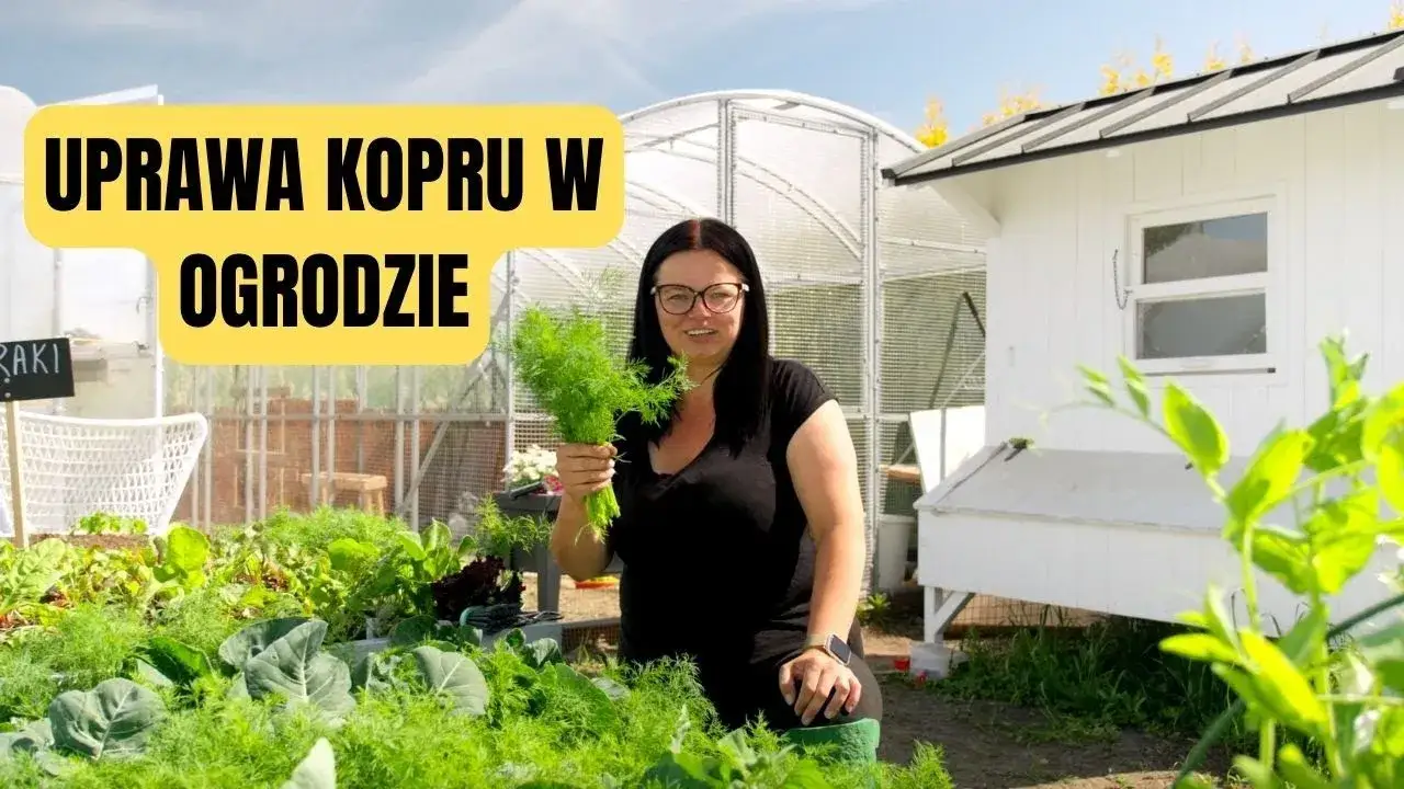 Zdjęcie Jak uprawiać koperek: Poradnik krok po kroku (ogród i doniczka)