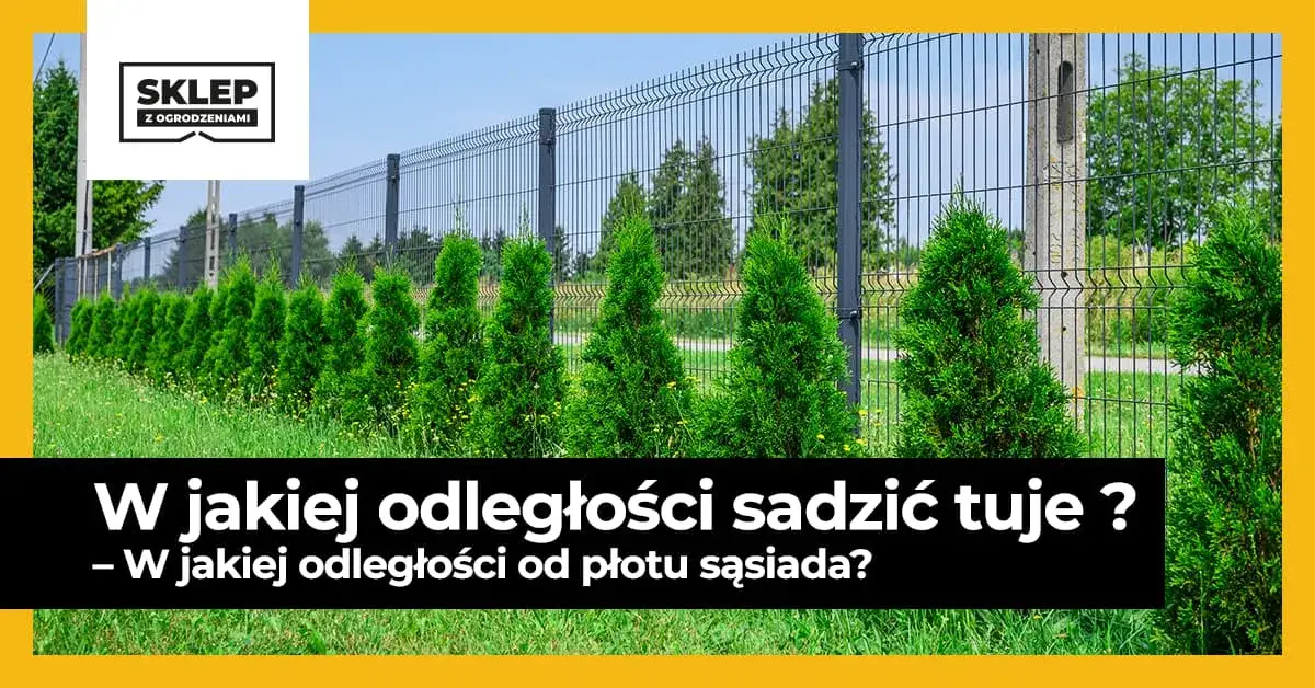 tuje szmaragd odległość od ogrodzenia