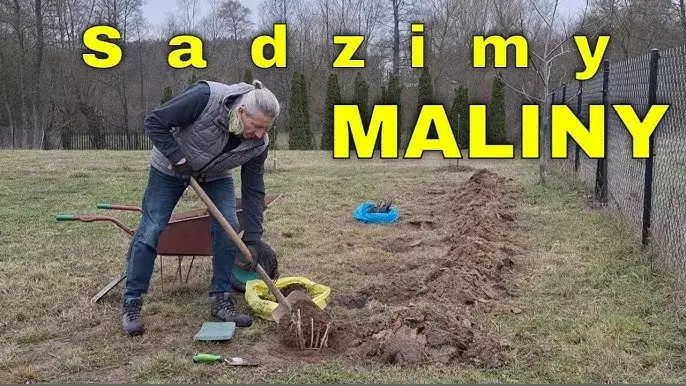 jak sadzić maliny krok po kroku