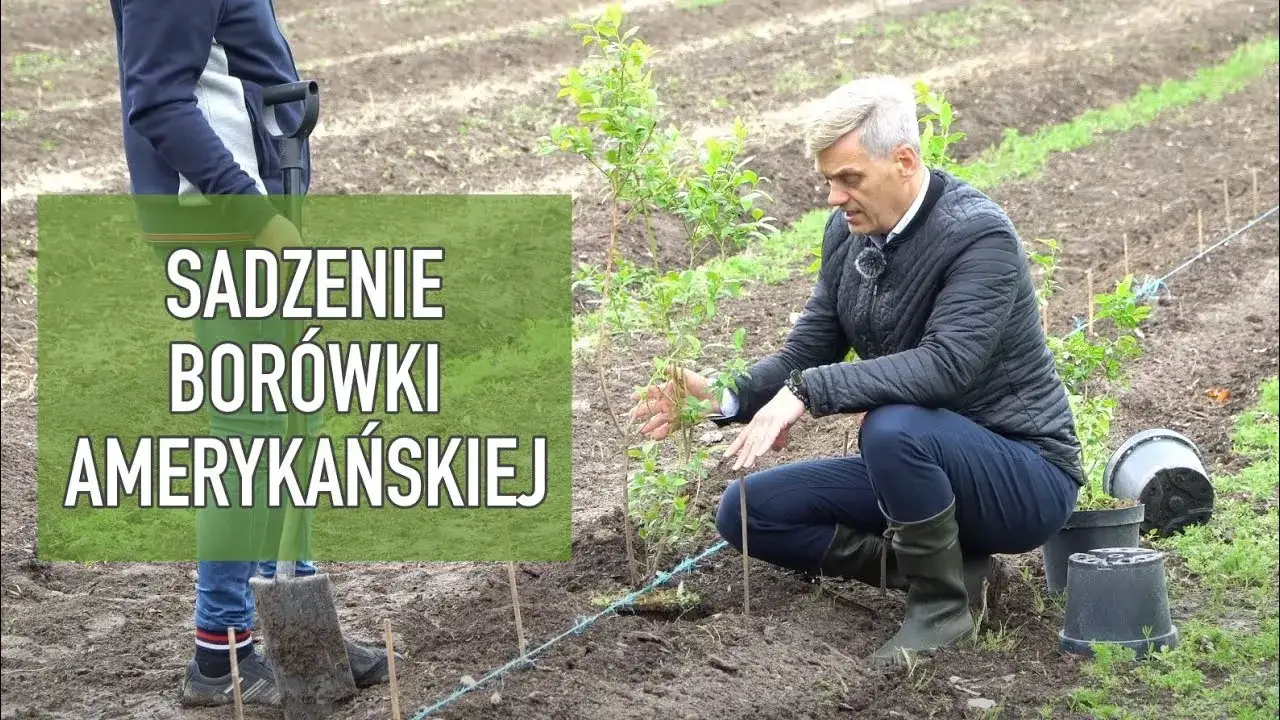 sadzenie bor&oacute;wki amerykańskiej krok po kroku