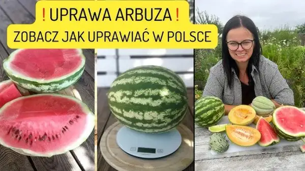 Uprawa arbuzów w gruncie: Poradnik krok po kroku do własnych owoców