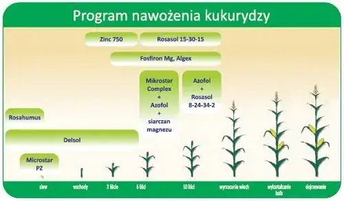 Jak obliczyć dawki NPK dla kukurydzy? Precyzyjny poradnik