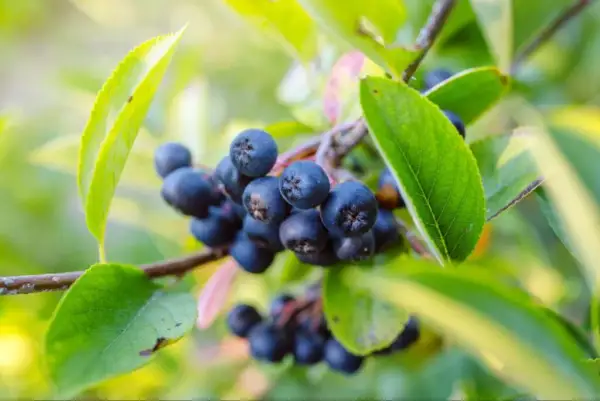 Aronia: Kiedy zbierać? Poznaj idealny termin i oznaki dojrzałości