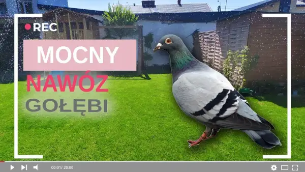 Nawóz gołębi: Jak stosować, by nie spalić roślin? Poradnik