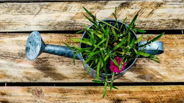 Naturalne nawozy azotowe: przepisy DIY dla bujnego ogrodu