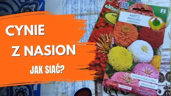 Siew cynii do gruntu: kiedy i jak siać? Poradnik krok po kroku