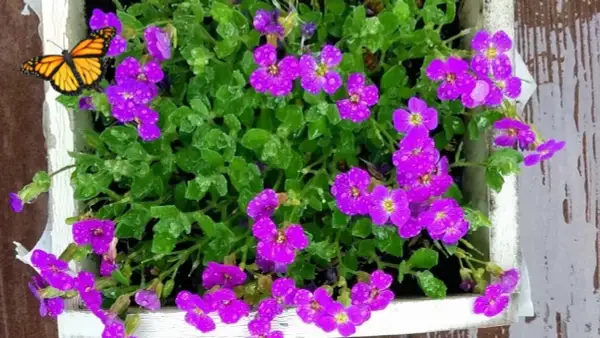 Kiedy siać żagwin? Terminy siewu i sadzenia dla pięknego ogrodu