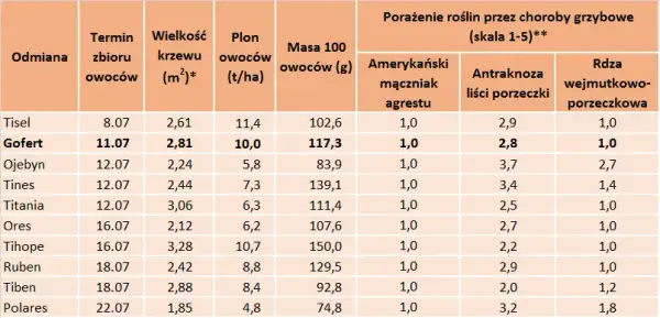 Kiedy sezon na porzeczki? Zbiory, odmiany i przetwory