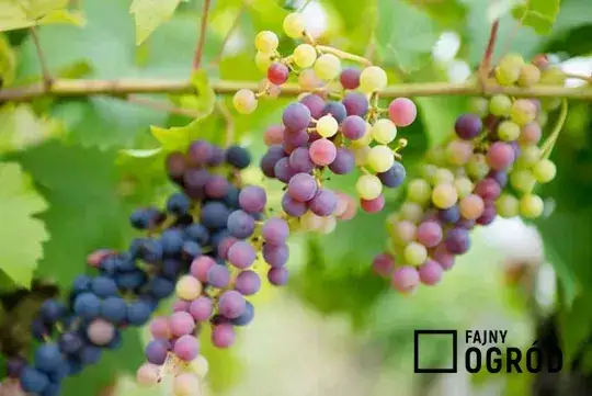 Jak sadzić winogrona? Poradnik krok po kroku dla ogrodników